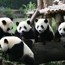 【奢御九寨】成都、熊貓樂園、九寨溝、黃龍   雙飛5日游(0購物，0自費，精華景點)